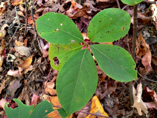 {Symplocos tinctoria}